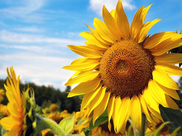 19-1374230372-1-sunflower