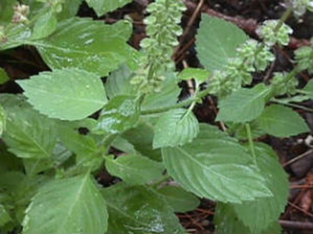 24 tulsi