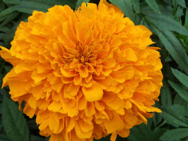 27 1430135522 6 marigold