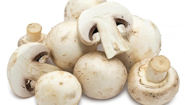 201611261037379013 mushroom reduce Too much cholesterol in the blood SECVPF