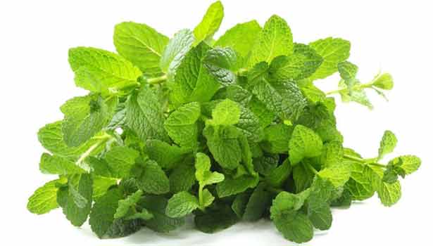 201703191048271999 mint healing Stomach problems SECVPF