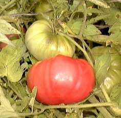 tomato