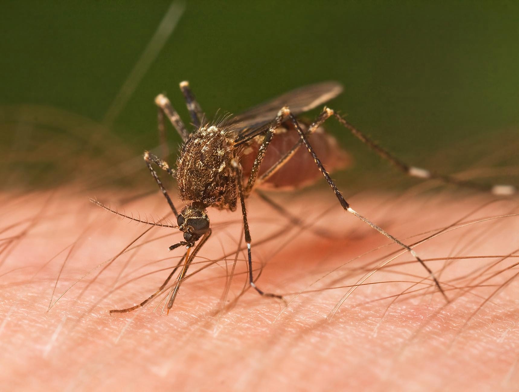 Mosquito Tasmania crop 19171