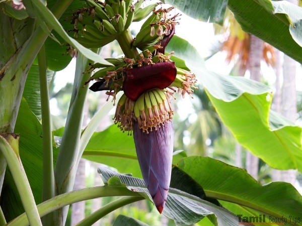 17 1502974375 12 1463045346 banana flower