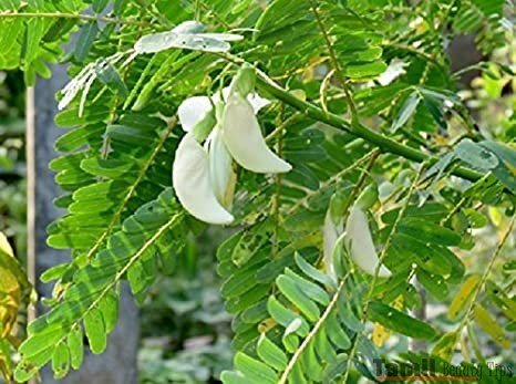Agathi Leaves