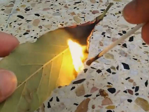 5 burn a bay leaf in you