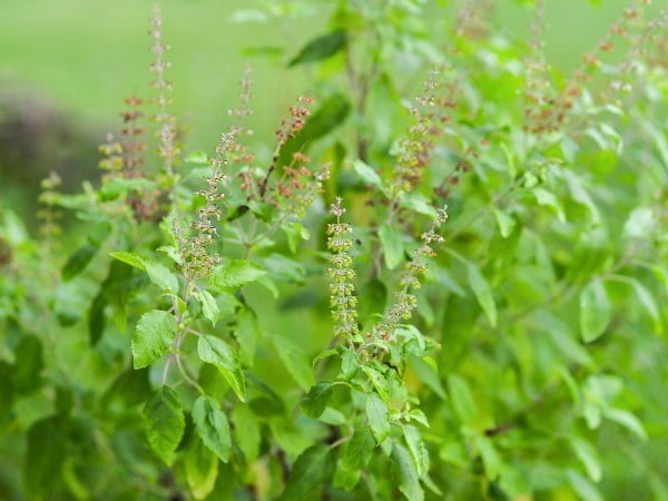 tulsi 151