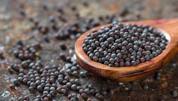 Tamil News Mustard seed Benefits SECVPF