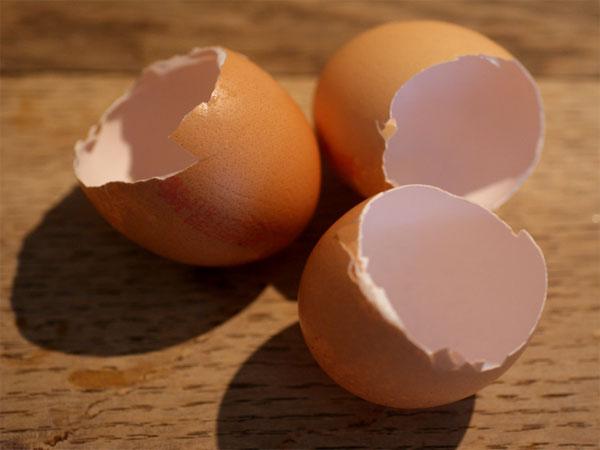 7 1 egg shells