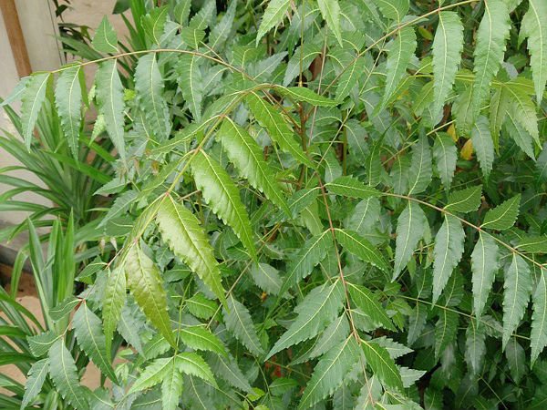 neem tree gardening