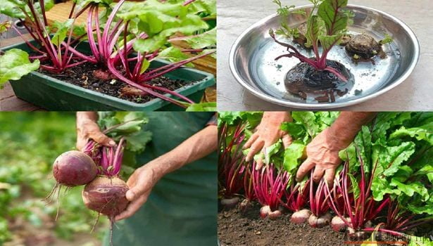 how to grow beetroot at hom