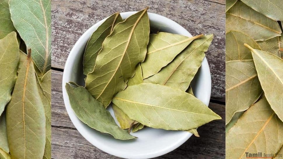 247565 bay leaf