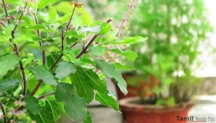 tulsi plant