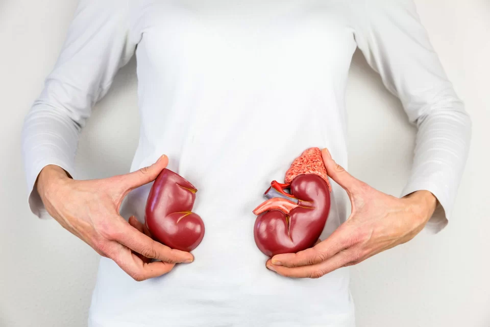 Holding kidneys