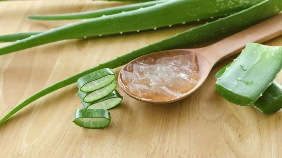 264541 aloe vera 5 1