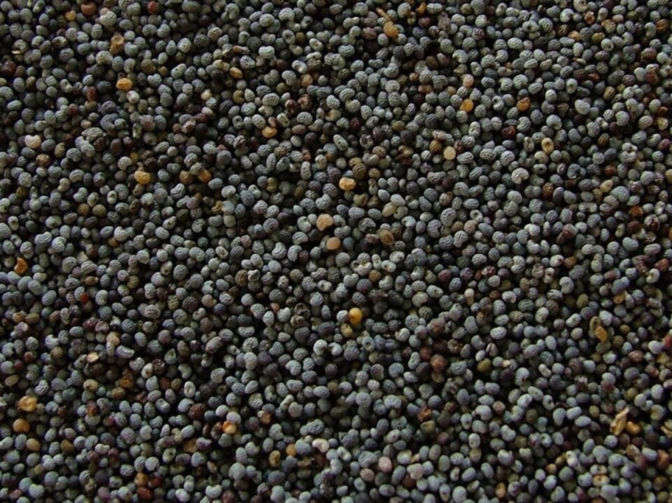 1200px Poppy seeds