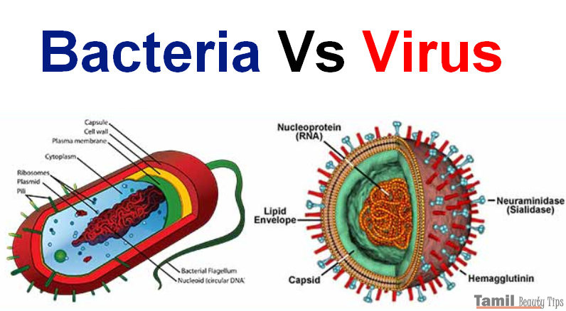 difference between bacteria vs virus