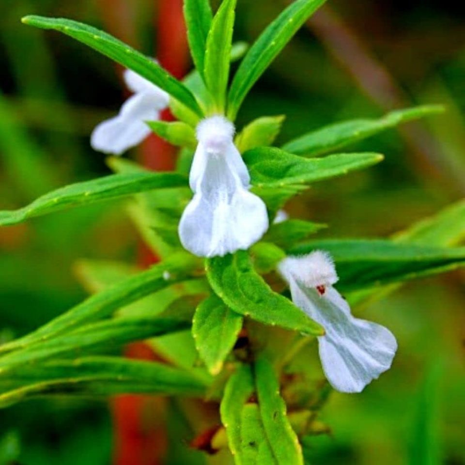 Medicinal properties of Thumbai Plant