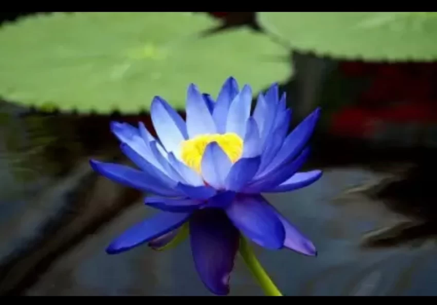 Blue Lotus Seeds
