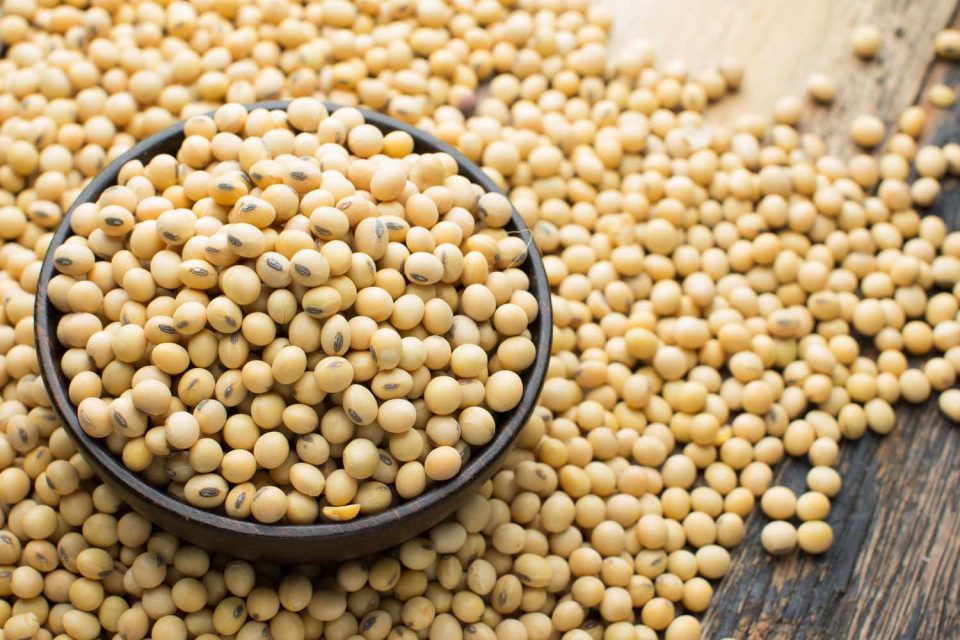 close up of soy beans 717368577 5abc422fba6177003796e9bd