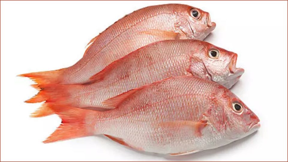 red snapper in tamil