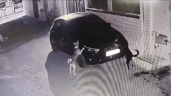 dog takes revenge on hyundai i20 by scratching bonnet 1737700711