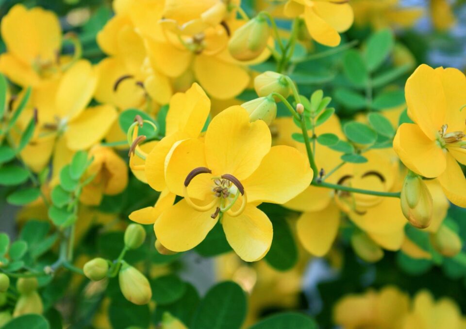 ஆவாரம் பூ (Aavaram Poo) நன்மைகள்