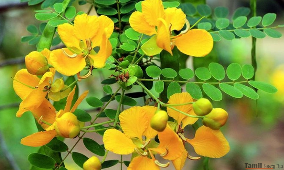 aavaram poo 930x555 1