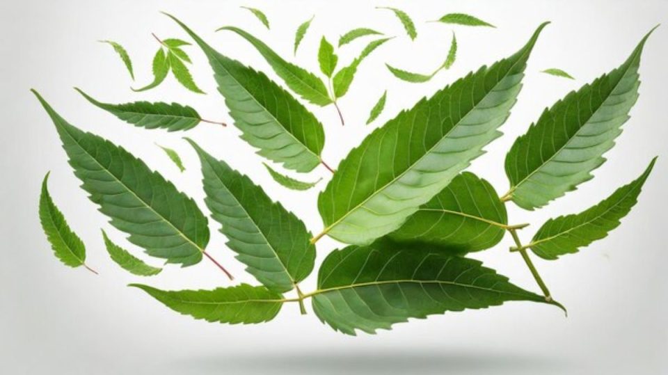 veppilai benefits what diseases are cured by neem leaves health benefits of neem leaves main